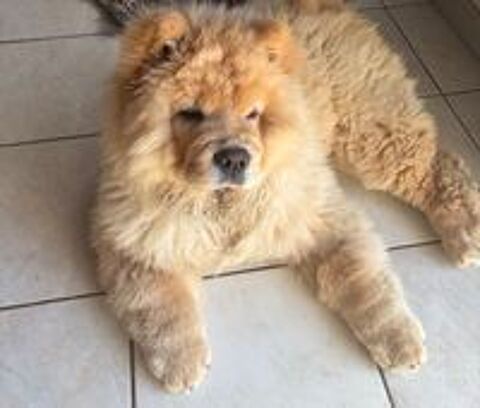   À réserver 7 magnifiques Chow Chow  