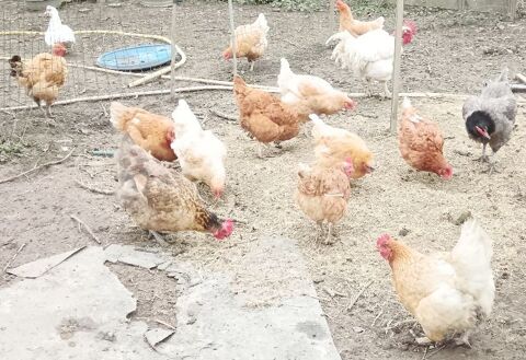 Poules et Canards 16340 L'isle-d'espagnac