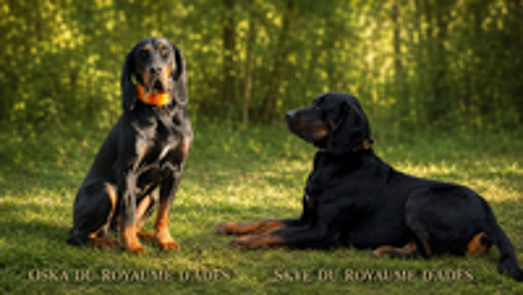   A RESERVER CHIOTS DISPONIBLES à partir du 4 octobre 2026 