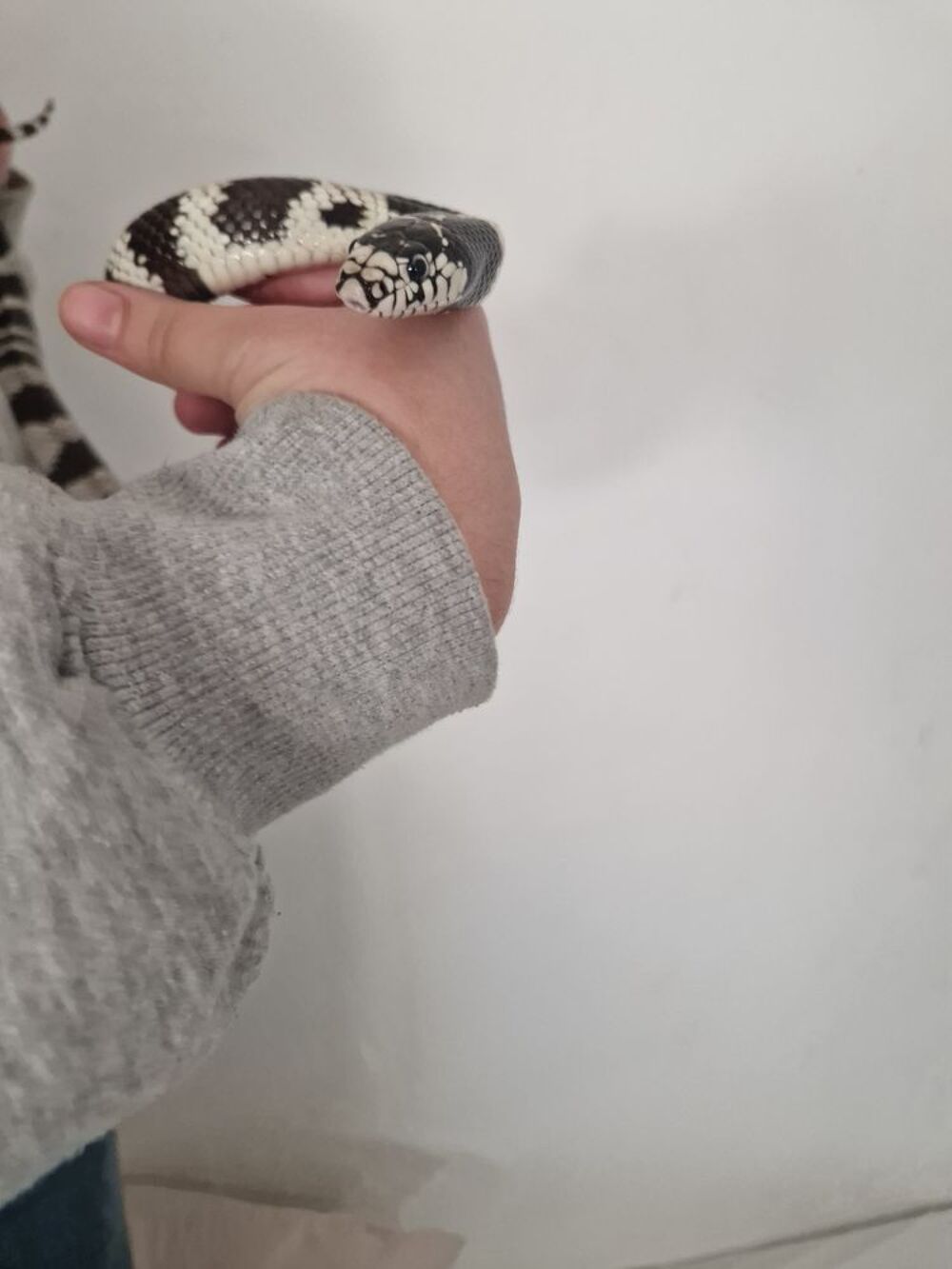    serpent roi de Californie  
