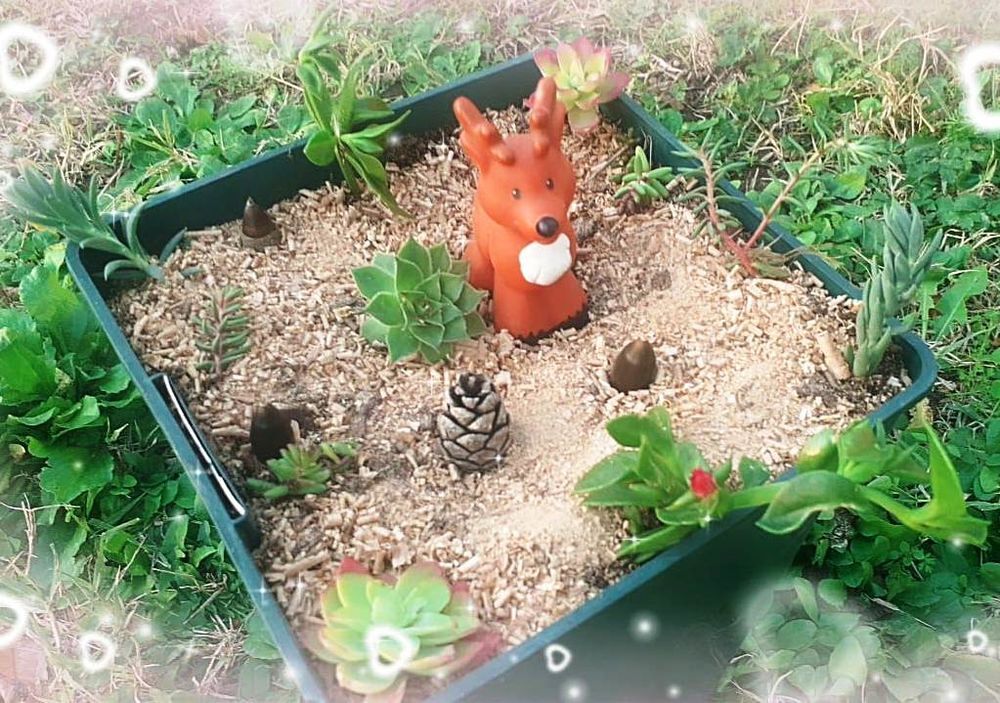 "Succulentes d'Exception : Offrez &agrave; Votre Jardin une Bouff&eacute;e Jardin