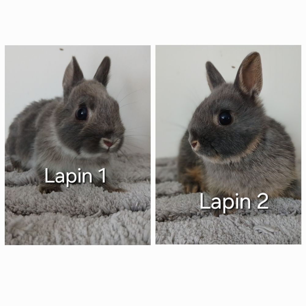   Lapins nain 