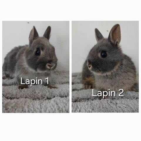 Lapins nain 20 24420 Sarliac-sur-l'isle