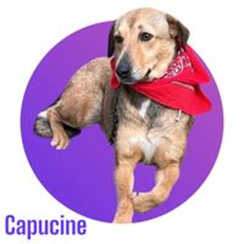   Capucine, une adorable puce, à l'adoption ! 💖 