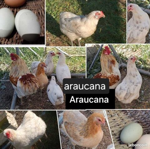 oeufs fecond&eacute;s de araucana 2 71360 Épinac