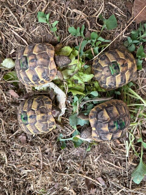 Bébé tortue de terre 30 13340 Rognac