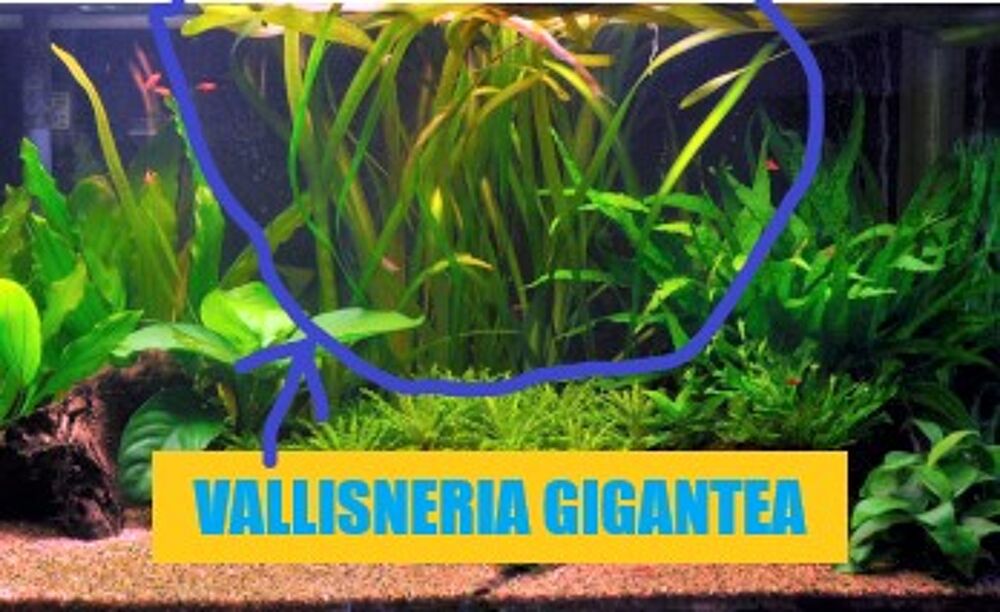   Vallisneria Gigantea Plante Aquarium 