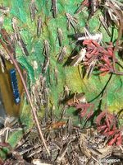   surplus insectes criquet blattes morio  