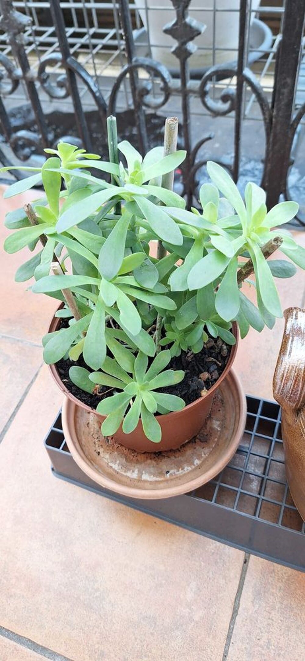 pot r&eacute;tro+ plantes Décoration