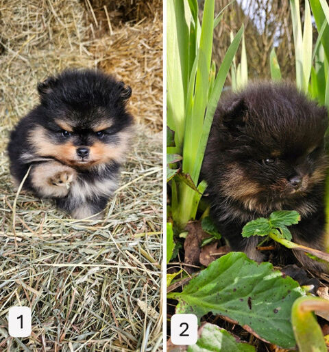 Magnifiques chiots Spitz NON LOF &agrave; r&eacute;server 1250 45210 Fontenay-sur-loing