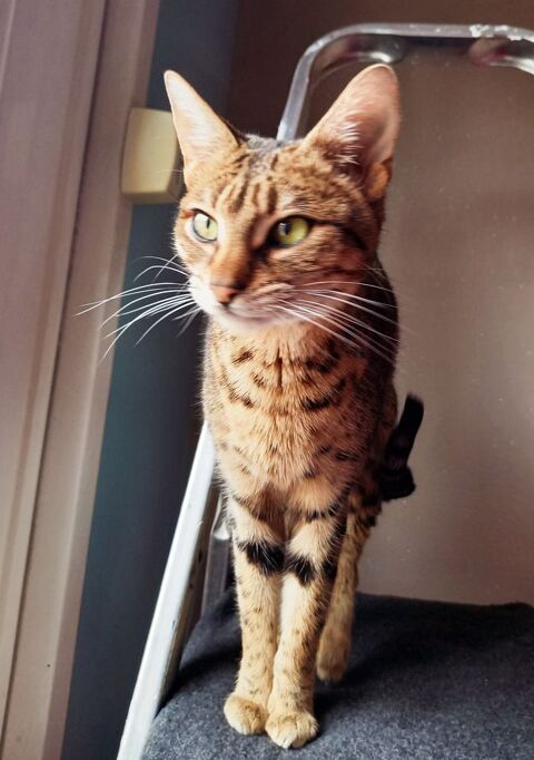 Chatte Savannah 700 21000 Dijon