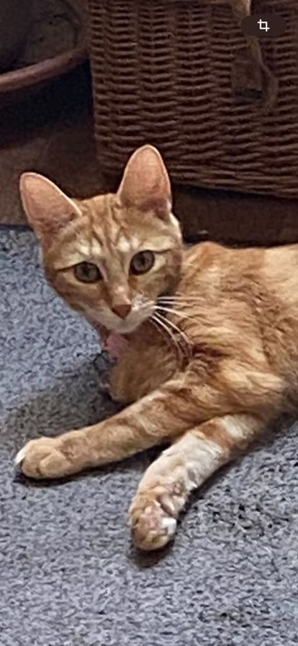   Cathy une jeune chatte rousse aux allures de chatonne 