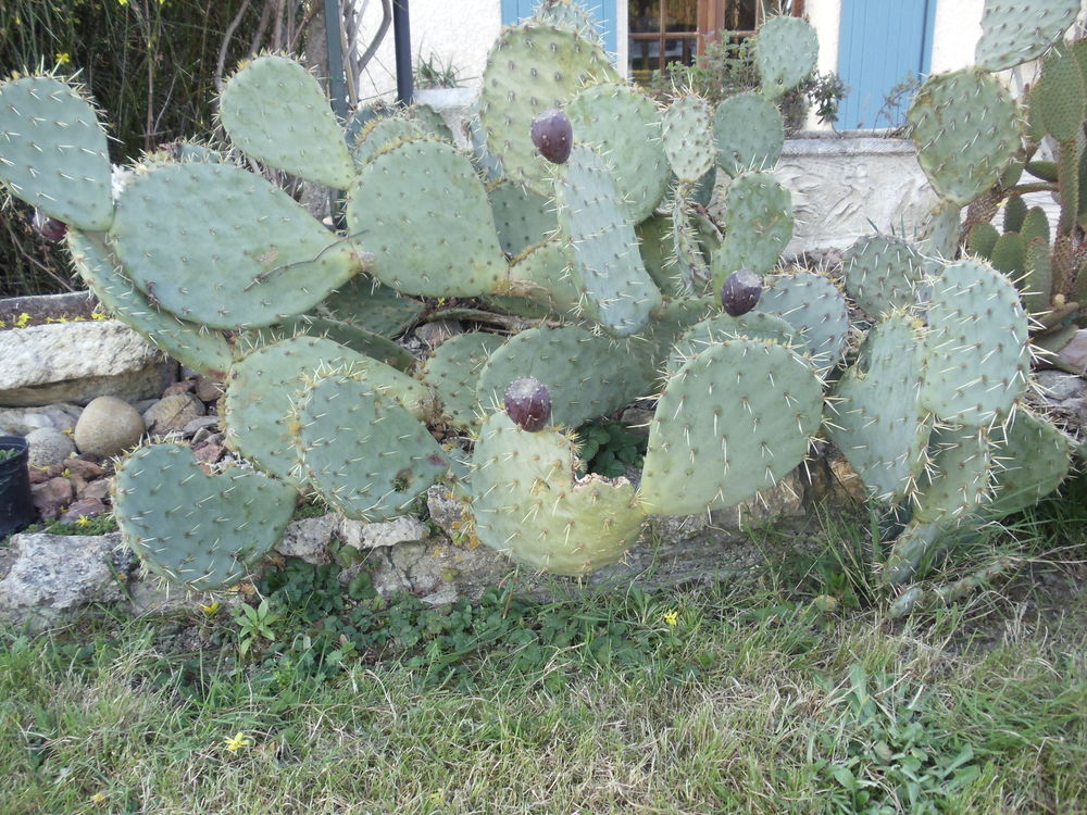 Figuier de barbarie
Jardin