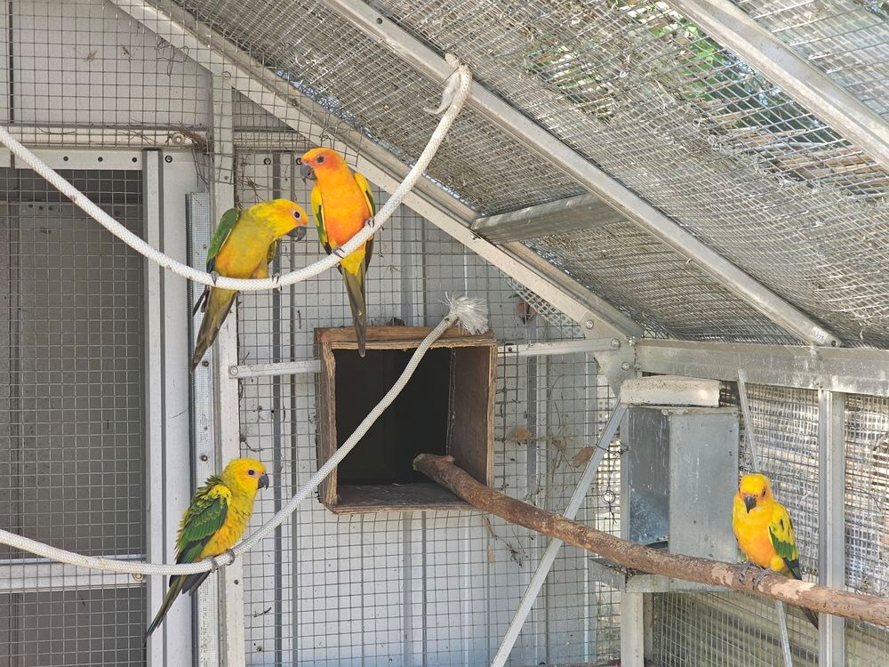   Conures Soleil 