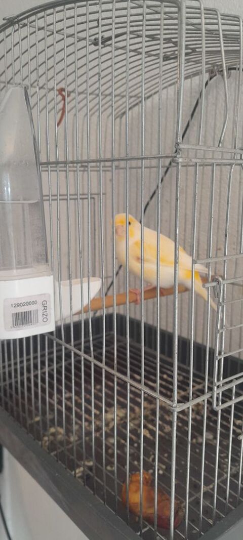 canaris raza jaspe 30 77177 Brou-sur-chantereine