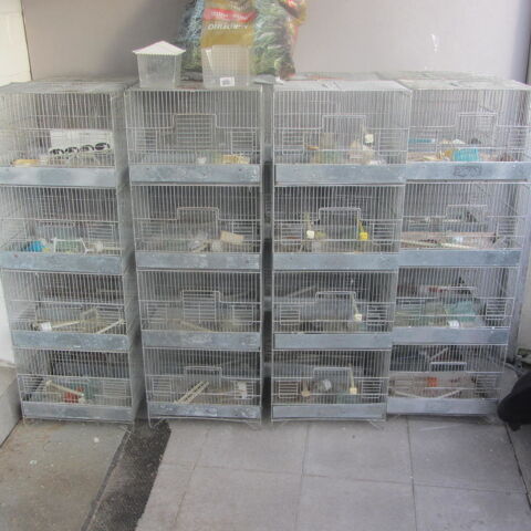 cages de reproduction 300 59690 Vieux-condé
