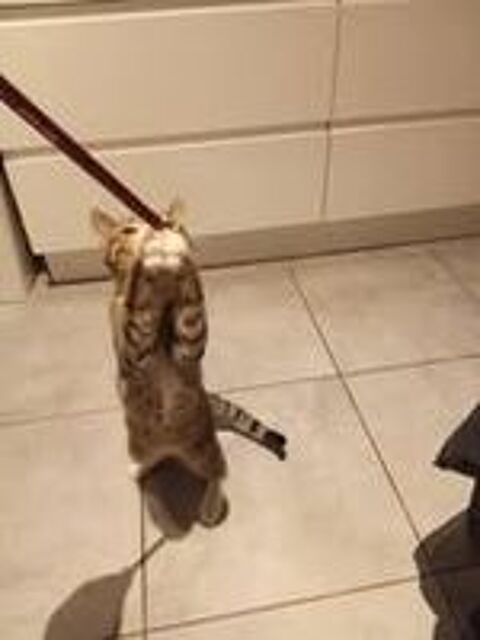   Chat WHISPER � l adoption 