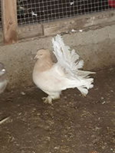   pigeons strasser + pigeons paon indien+tourterelles 