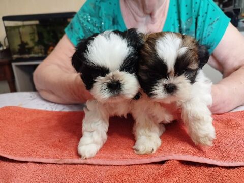 Femelles shih tzu &agrave; r&eacute;server 1200 32330 Lauraët