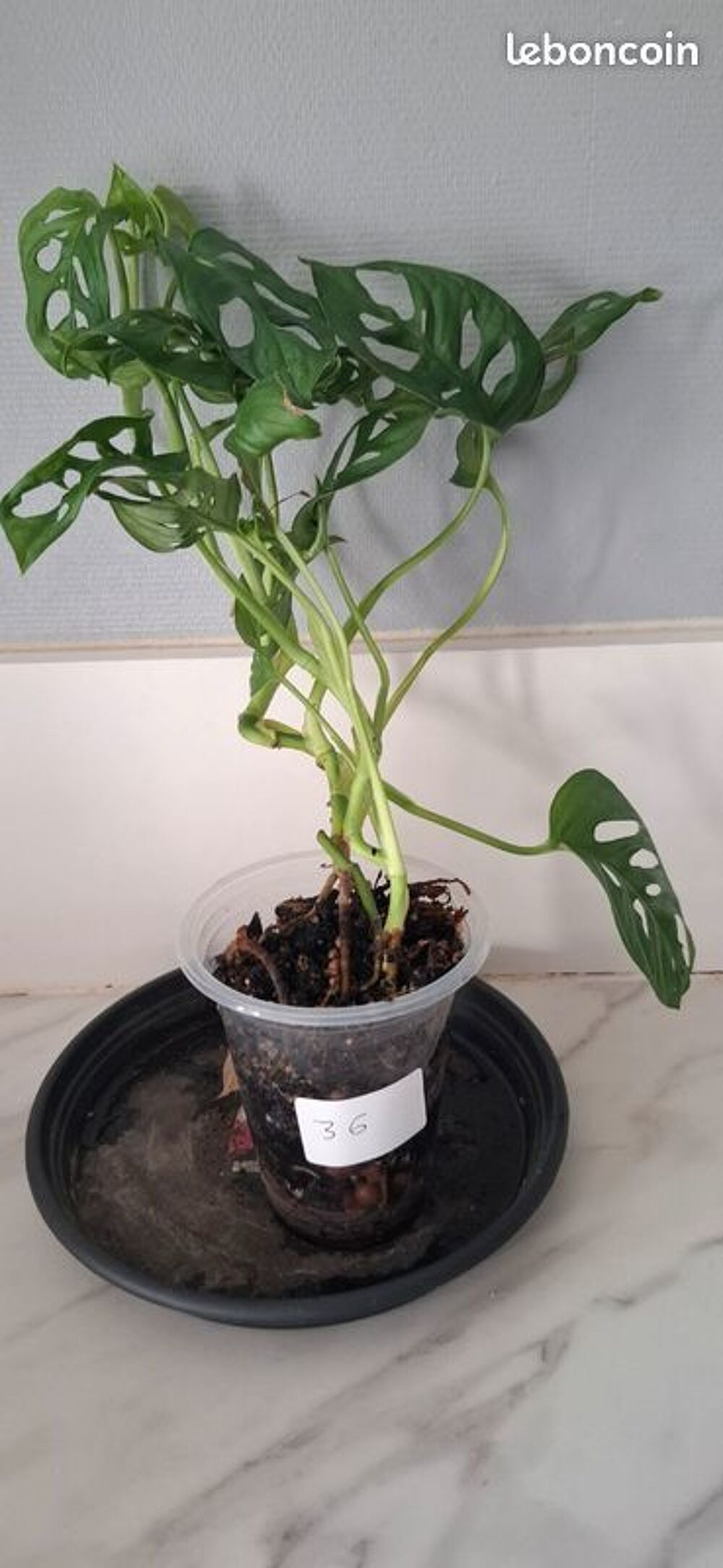 Monstera adansonii bouture 36 Décoration