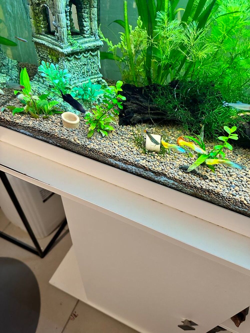 poisson, black Molly Jardin