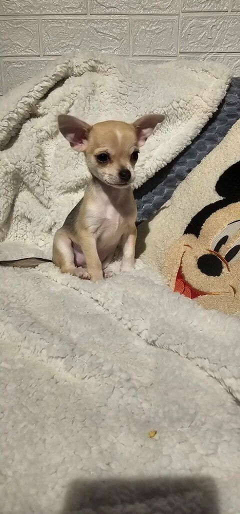 chihuahua 600 31230 Montbernard