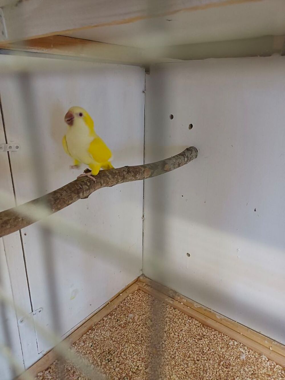   Perruche souris  