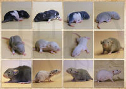   Jeunes rat et Ratons cherchent famille 