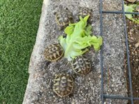   Bébés tortues de terre  