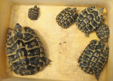 Tortues terrestres 45 � . 45 06580 P�gomas