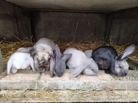 Lapin géant belier 50 11500 Quillan
