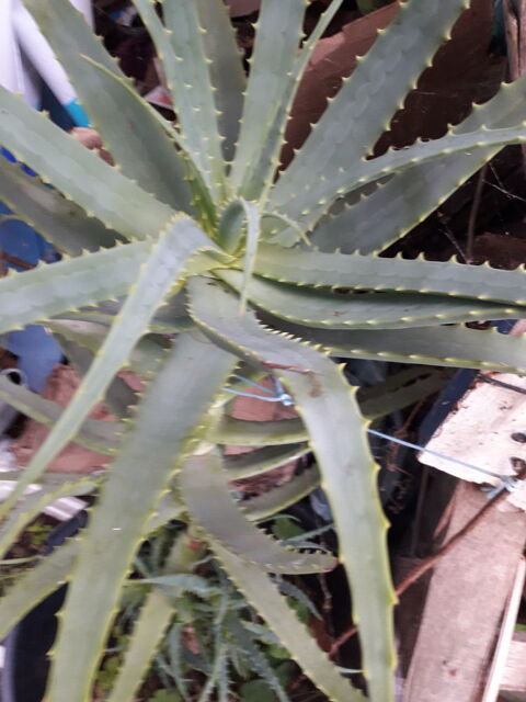 ALOES verra & arborescent 2 Penne-d'Agenais (47)