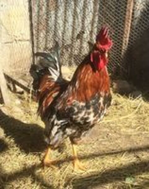   Beau coq de ferme reproducteur 