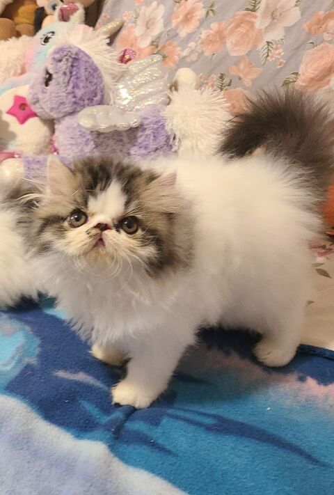 MAGNIFIQUES CHATONS PERSANS LOOF 900 06400 Cannes