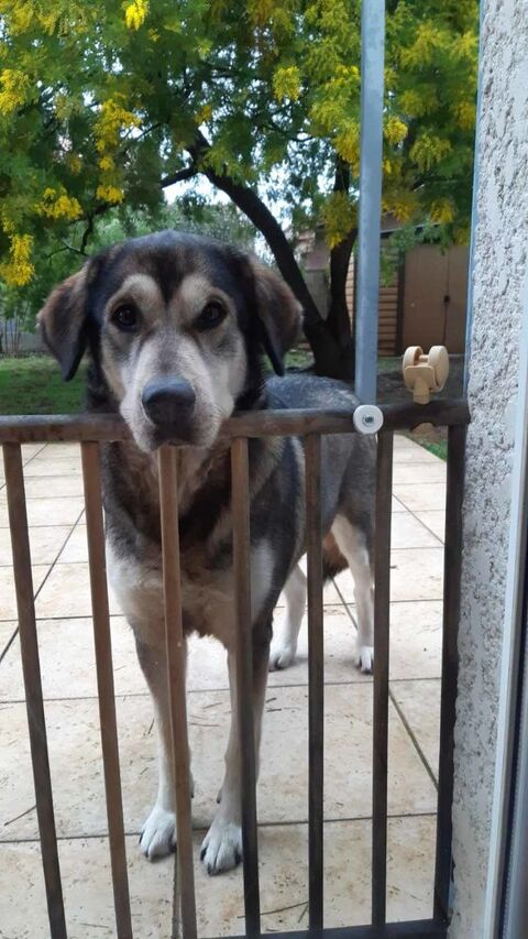 Chien ULA &agrave; l adoption 210 26780 Ch�teauneuf-du-rh�ne