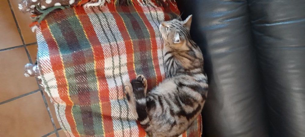   on recherche QUIQUI CHAT TIGRE TYPE EUROPEEN 