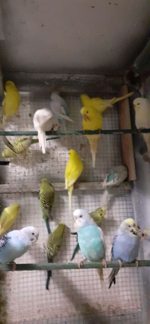 OISEAUX DE CAGES ET DE VOLI&Egrave;RES 12 22400 Lamballe