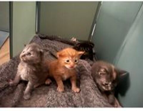   Maine coon chatons  