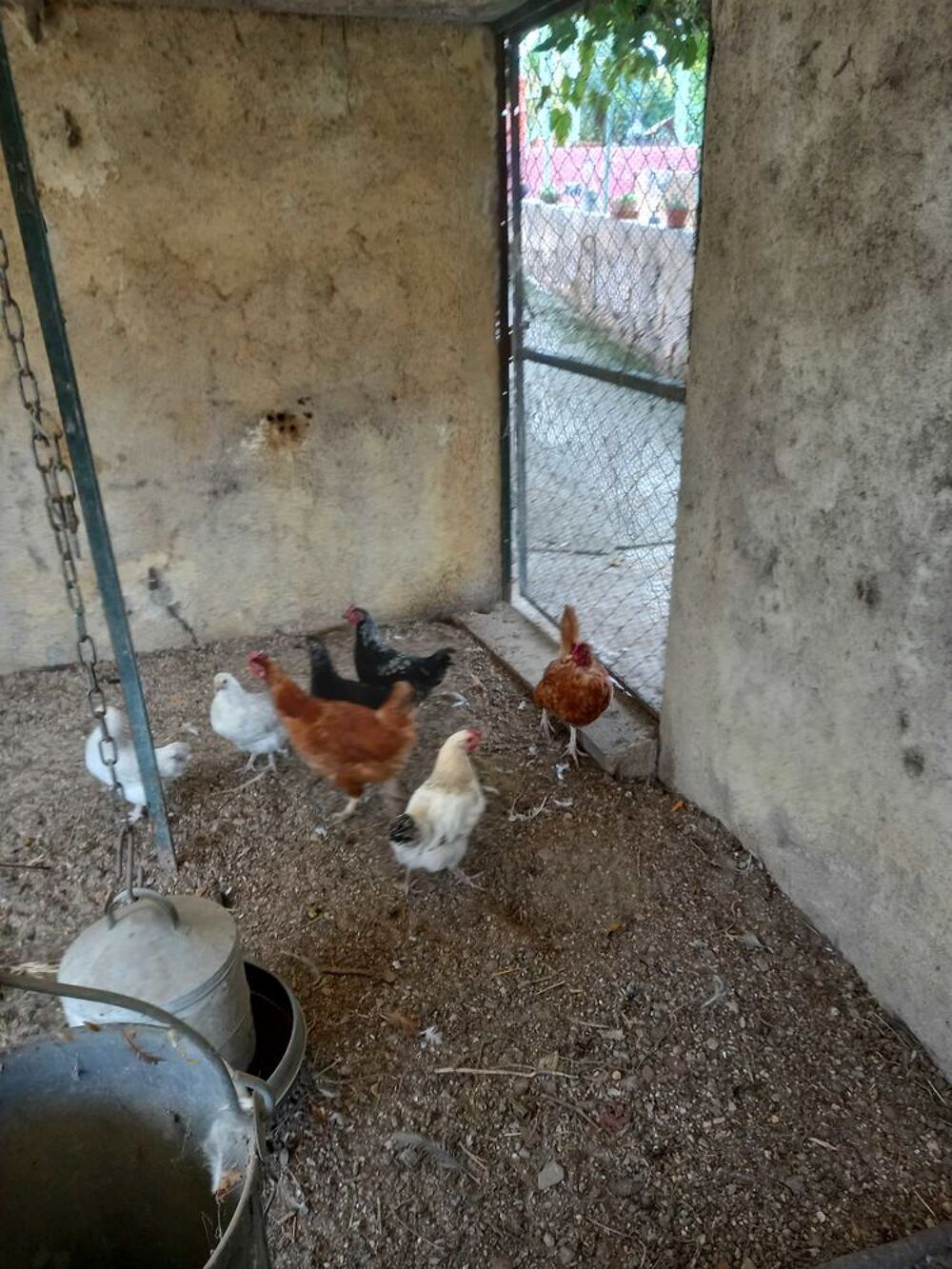 Poules pondeuses Jardin