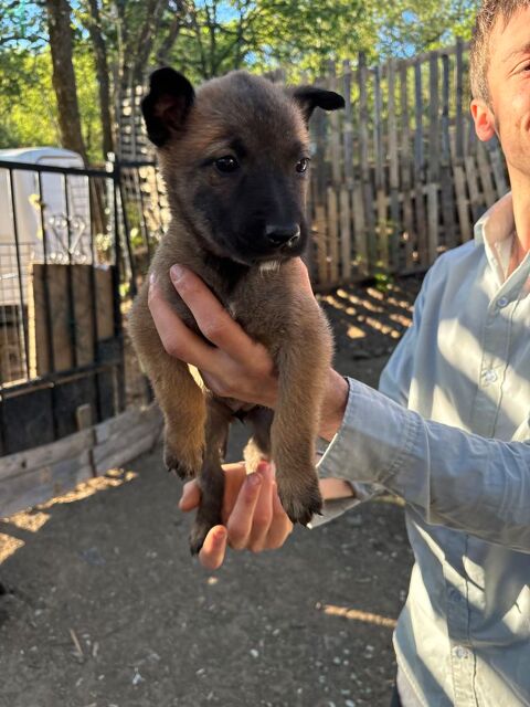 Chiot Malinois, 400 34720 Caux