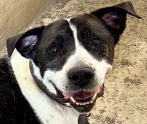   BAPTISTE, cane corso, 8 ans DON LIBRE 