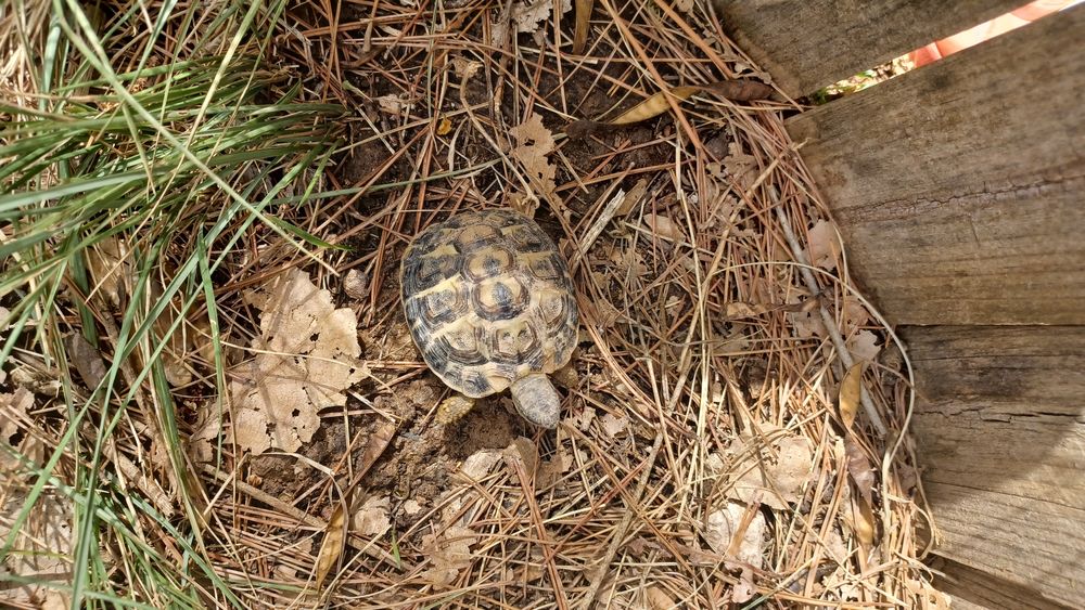   tortues de terre à céder 