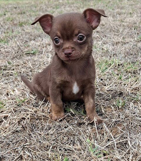 Magnifiques type chiots Chihuahua poils courts 850 17460 Rioux