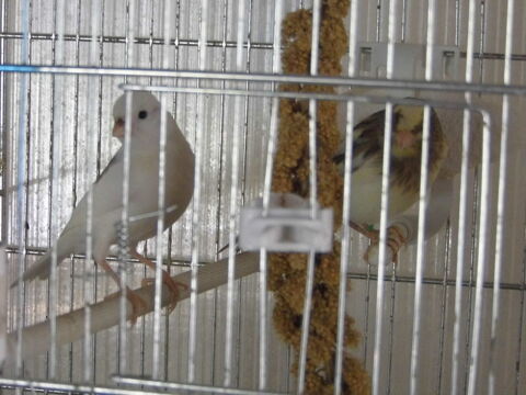 canari timbrado 50 27150 Boisemont