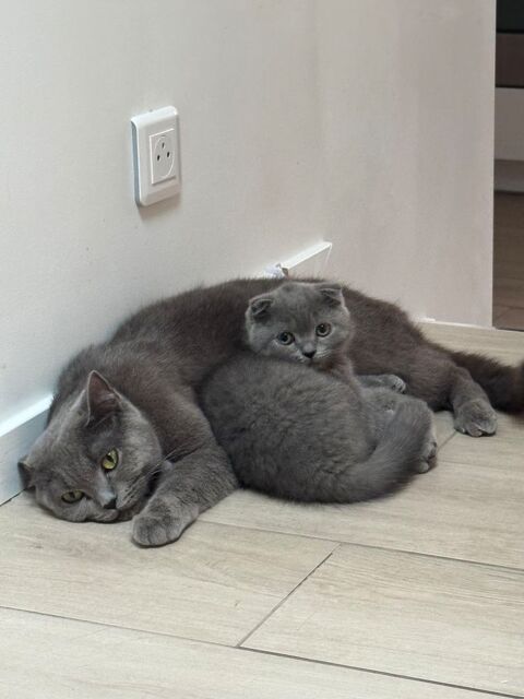 Scottish fold gris bleu 0 77990 Le mesnil-amelot