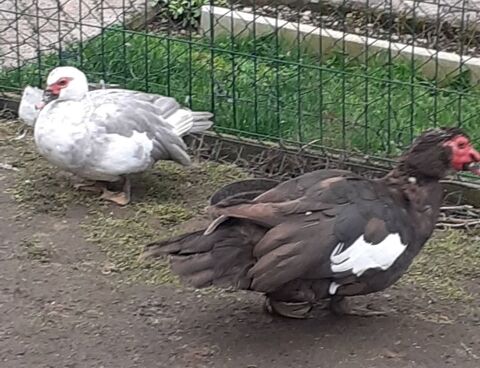 Couple reproducteur canard barbarie 40 88150 Thaon-les-vosges