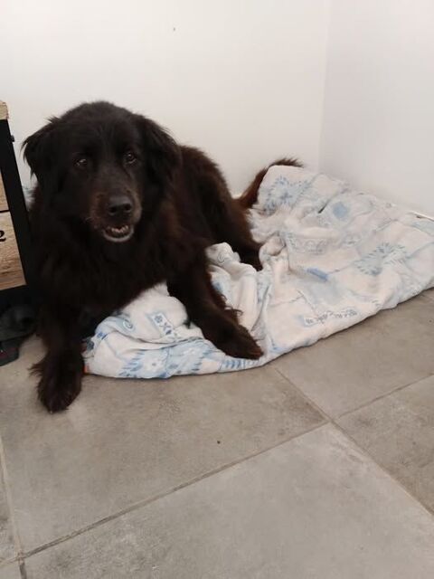 Chien BELLE à l adoption 80 07370 Eclassan