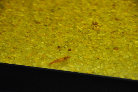 Crevettes Red Cherry 5 93290 Tremblay-en-france