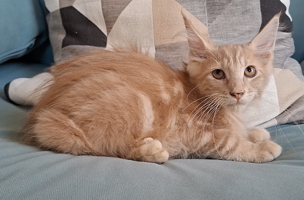   chaton mâle Maine Coon LOOF 