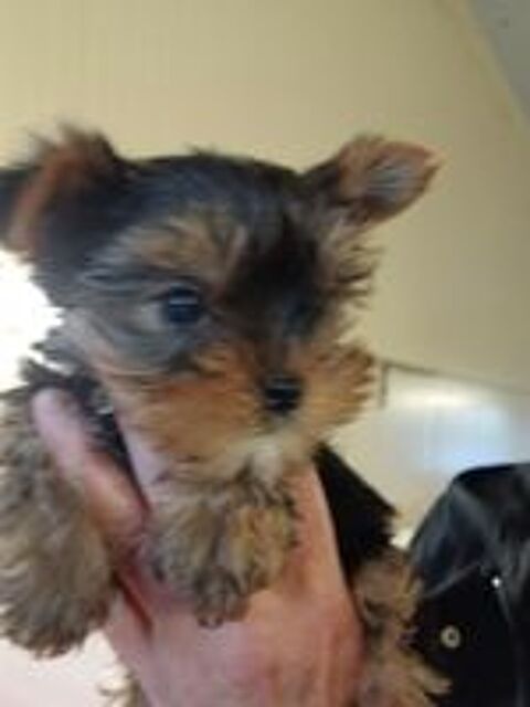   Chiots  yorkshire  